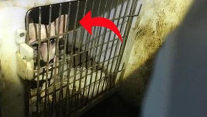 Evden gelen ihbar üzerine içeri giren yetkililerin nevri döndü: Tüm dünya bu manzarayı konuşacak