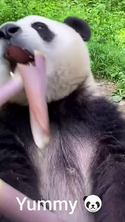 PANDA makan bamboo