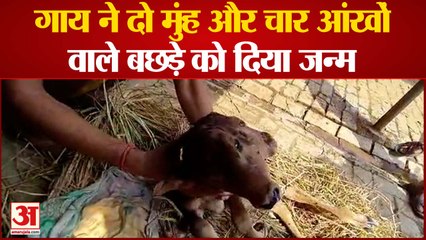 गाय ने दो मुंह और चार आंखों वाले बछड़े को दिया जन्म