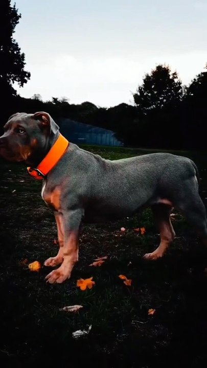 Respect for dog 