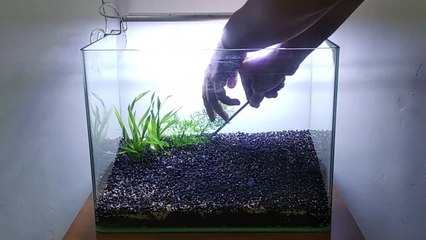 SET UP AQUASCAPE 30CM SEDERHANA - AquaScape Indonesia