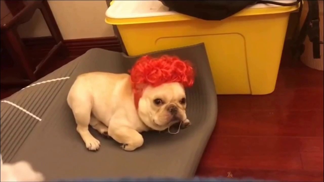 Cute Puppies Has Funniest Video-Baby Cat