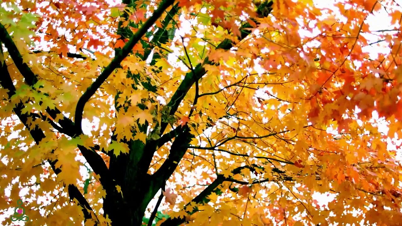 La musique relaxante soigne les maladies du cœur et des vaisseaux sanguins - Musique douce, calme