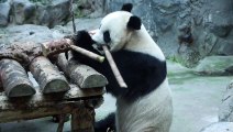 Mother panda eating bamboos