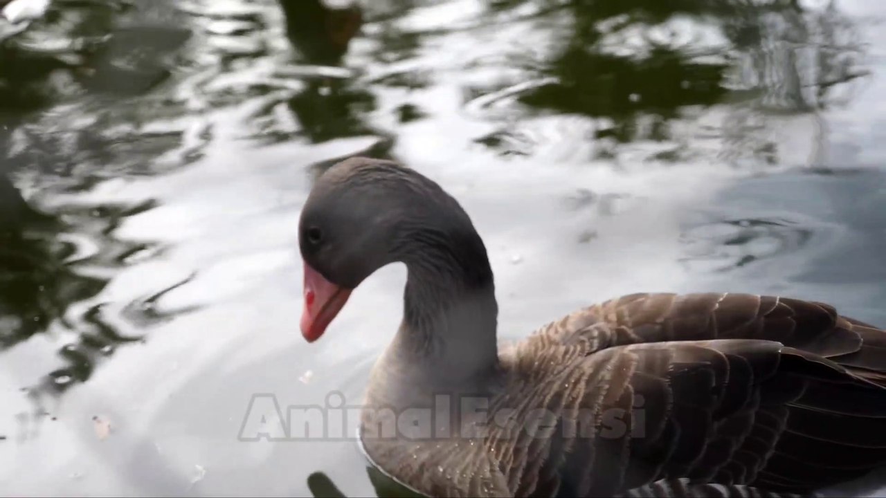 Animal Sounds Elephant Cat Lion Dog, Duck, Frog, Rabbit, Bear, Tiger, Bird, Chicken, Cow, Wolf,