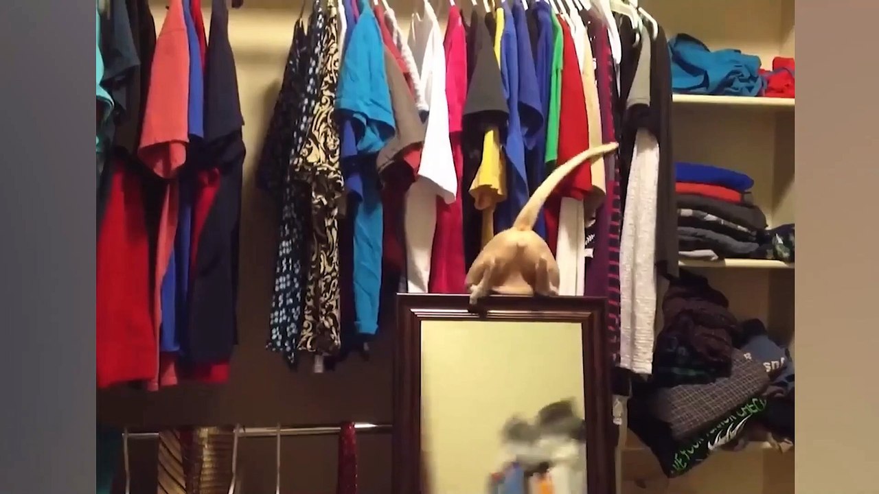 Most funny animals video 2022 || most Cute animals video|| most comedy animals video 2022 ||