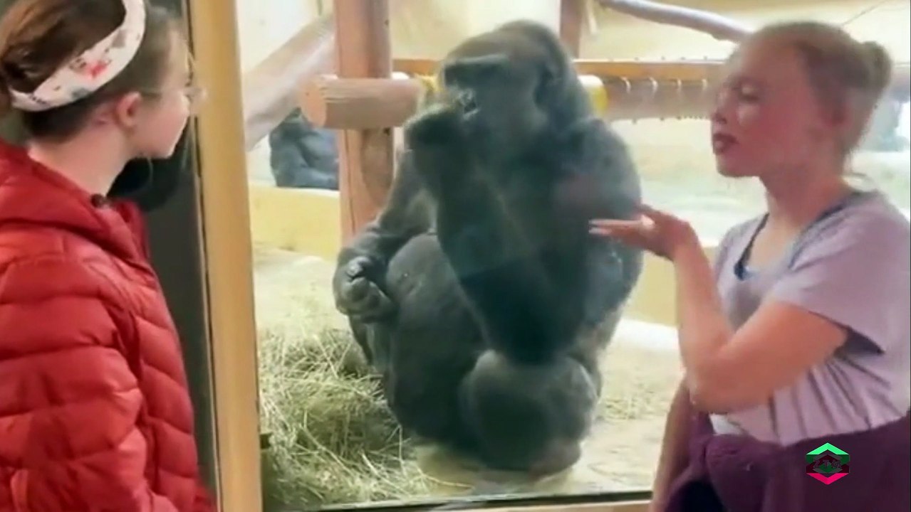 What a cheeky monkey! Hilarious moment gorilla FLIPS OFF two sisters as mother films them at Colorado zoo