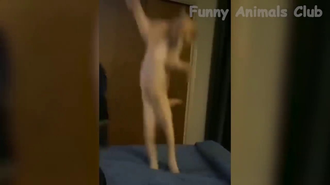 Best Funny Animals Videos - Cute Cats and Crazy Dogs Videos 2022 Compilation!