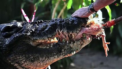 10 Biggest Catches of All Time