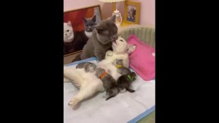 Cute Baby Animals Videos Compilation - Funny and Cute Moment of the Animals