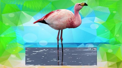 The ANIMALS for kids - Wild animals english vocabulary