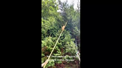 FUNNY CAT MEMES COMPILATION OF 2022 PART 1