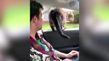 BEST DANK CAT MEMES COMPILATION OF 2022 PART 2 from TikTok