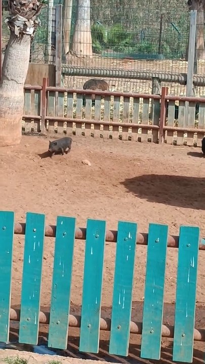 AWESOME MOTHER PIGS & THEIR PIGLETS - A Must See