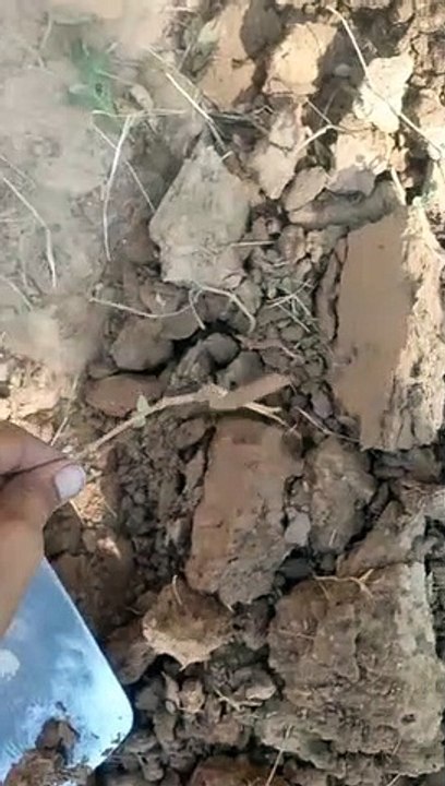 VID-20221007-WA0002