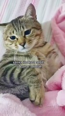 Ketika ibu kost nagih uang kontrakan di sebelah..