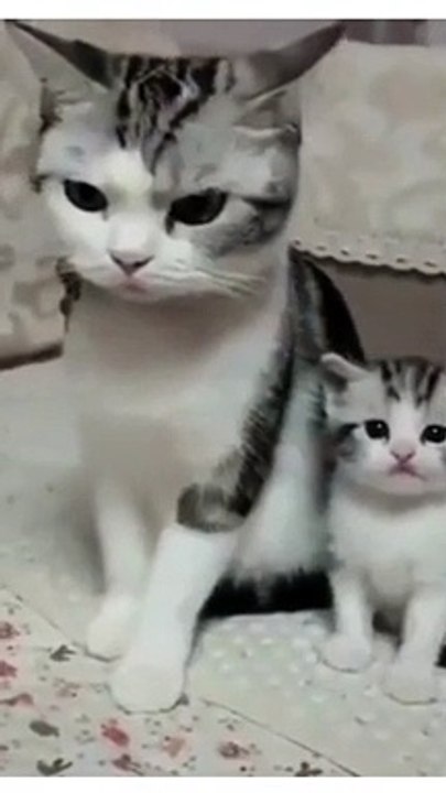 Funny cat Emotion  #funny Animal #funny video #funny kids #funny child #viral