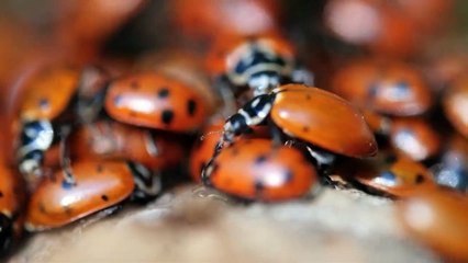 Wildes Amerika  (2018) Staffel 1 Folge 2 HD Deutsch