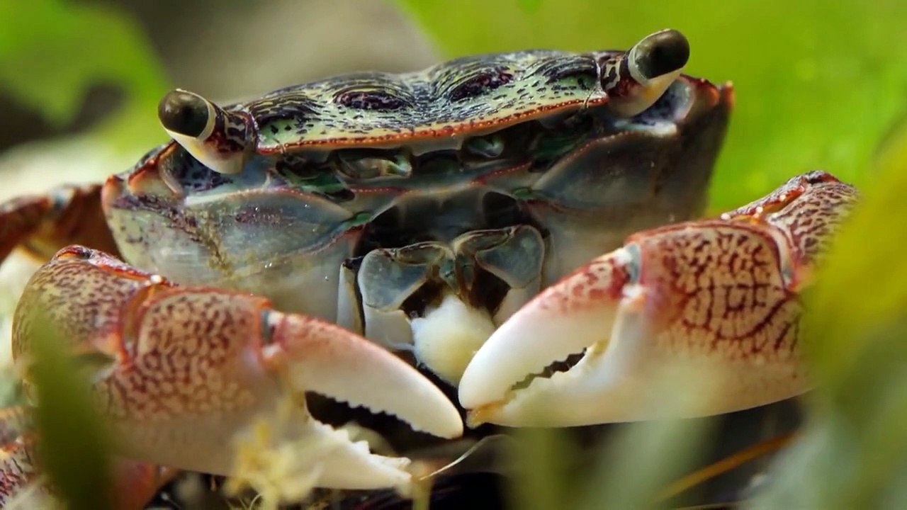 Wildes Amerika  (2018) Staffel 1 Folge 5 HD Deutsch