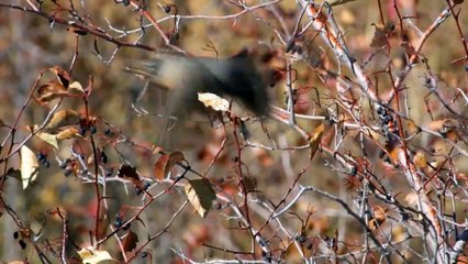 Wildes Amerika  (2018) Staffel 1 Folge 4 HD Deutsch