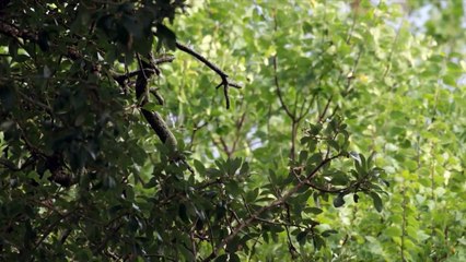 Wildes Amerika  (2018) Staffel 2 Folge 4 HD Deutsch