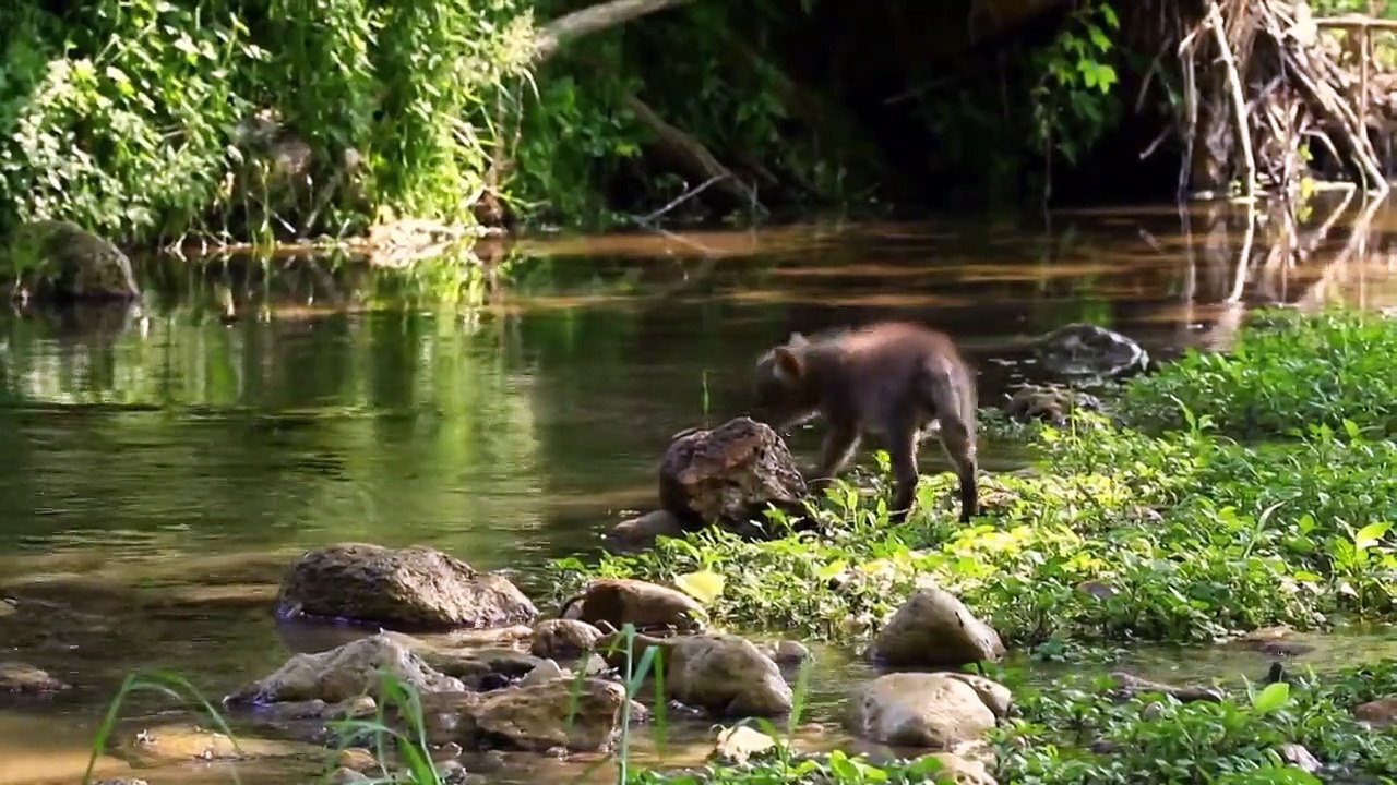 Wildes Amerika  (2018) Staffel 3 Folge 1 HD Deutsch