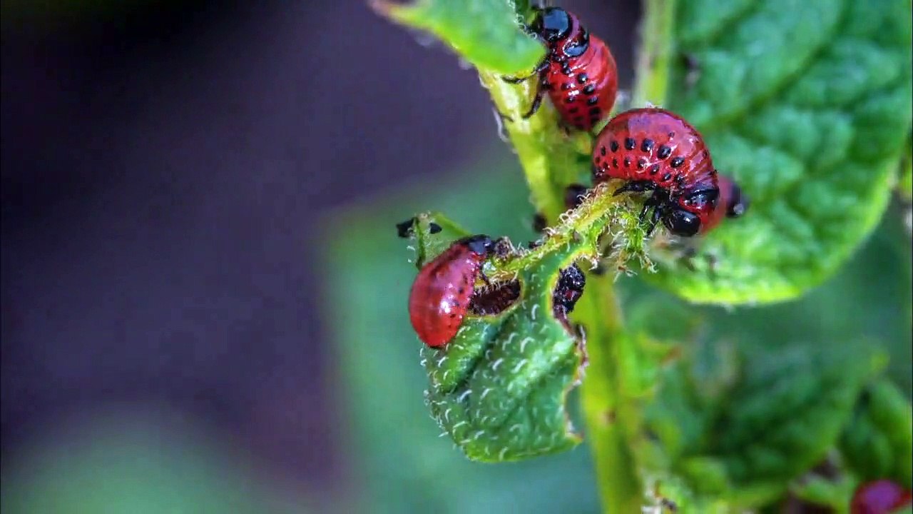 Geheimakte… Staffel 1 Folge 4 HD Deutsch