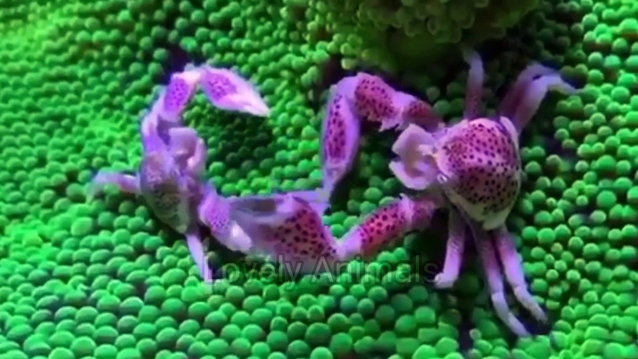 Lovely animals- animals sound, kinds of marine animals that live until now. compilation of various kinds of marine animals