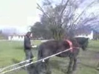 mes debuts en traction animal 2