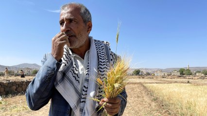 بعد أن كانوا يعتمدون على الاستيراد الخارجي.. يمنيون يلجؤون إلى زراعة القمح
