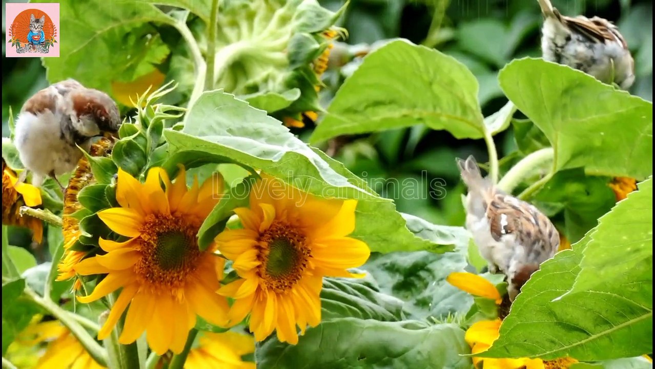 Lovely animals , compilation sound of animals in 8 minutes
