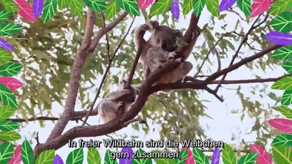 Izzy und die Koalas Staffel 1 Folge 4 HD Deutsch