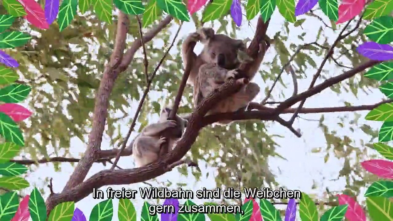 Izzy und die Koalas Staffel 1 Folge 4 HD Deutsch