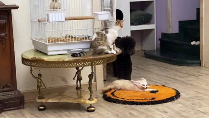 fox-is-friends-with-dogs.friendly-fox.cute-animals.funny-dogs.ssyoutube.online