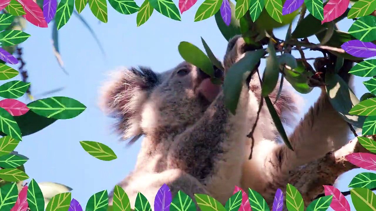 Izzy und die Koalas Staffel 1 Folge 1 HD Deutsch