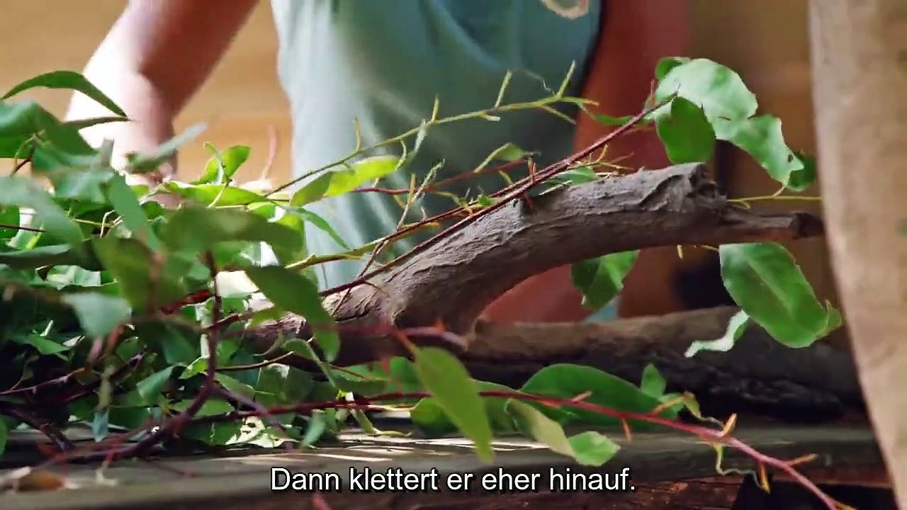 Izzy und die Koalas Staffel 2 Folge 3 HD Deutsch