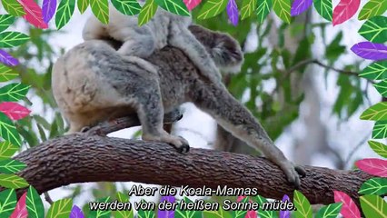 Izzy und die Koalas Staffel 2 Folge 1 HD Deutsch