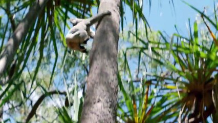 Izzy und die Koalas Staffel 2 Folge 2 HD Deutsch