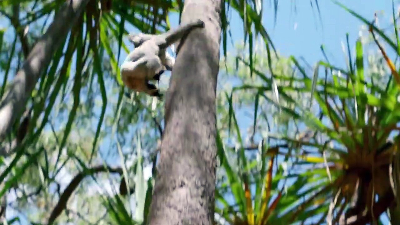 Izzy und die Koalas Staffel 2 Folge 2 HD Deutsch