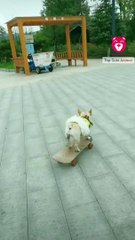 top-funny-cute-animals-short-dog-skateboard-ssyoutube.online