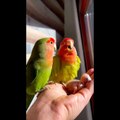aww-animals-soo-cute-cute-baby-animals-videos-compilation-cutest-moment-of-the-animals-2022-15-ssyoutube.online
