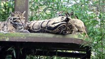 Leopard Exhibit at Cotswold Wildlife Park (1)