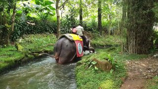 Naik Gajah Melewat Sungai Safari _ Mengenal Binatang