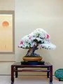Bonsai Art - Home & Garden Decoration - 369 Ecology News