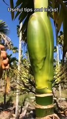 how to grow plants quickly and safely