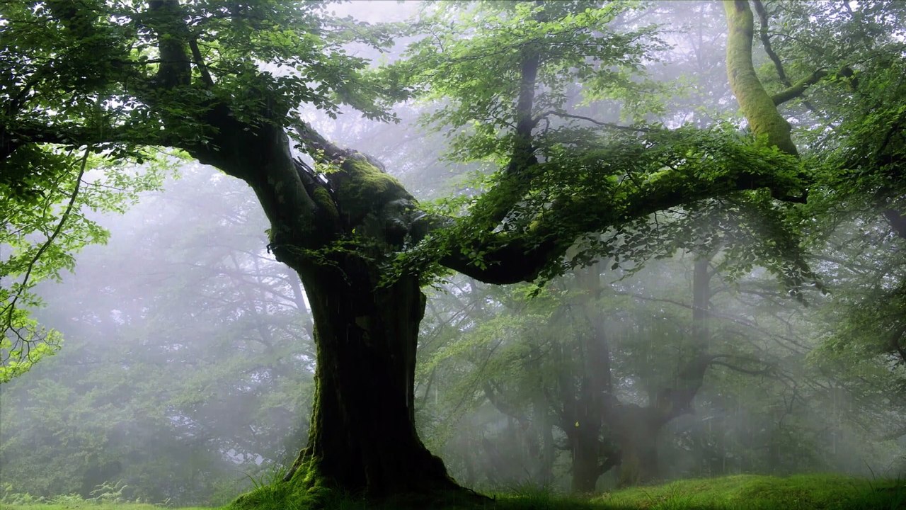 Rainy Day • Relaxing Piano Music with Soft Rain and Thunder Sounds | Good for Sleep and Relaxation