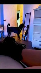 Funny Animal Compilation _3 _ Tiktok _funny_animals85 _shorts