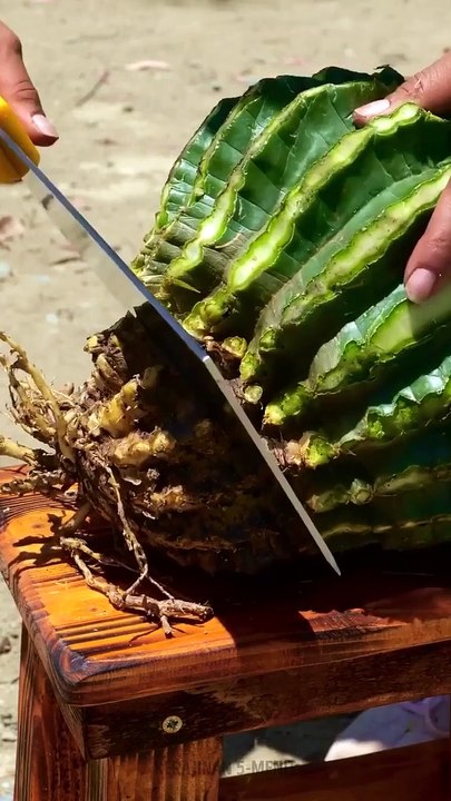 Cara masak kaktus yang simple dan sederhana