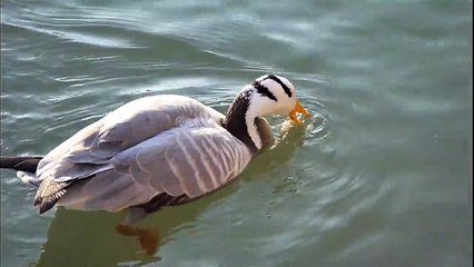 VILLAGE LOVE BGM/THERKU THERU MACHAN TAMIL MOVIE LOVE BGM