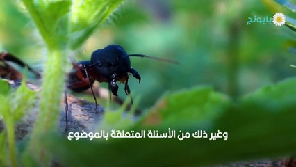 علاج قرصة النمل بطرق مختلفة ومتنوعة